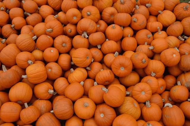 Pumpkin spice bcw